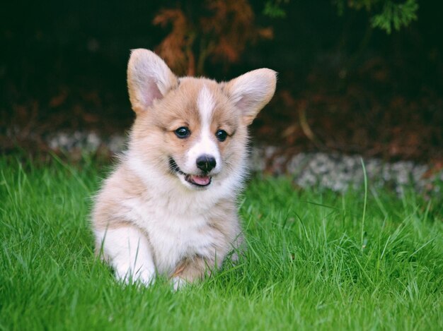 Portrait of dog sitting on grass