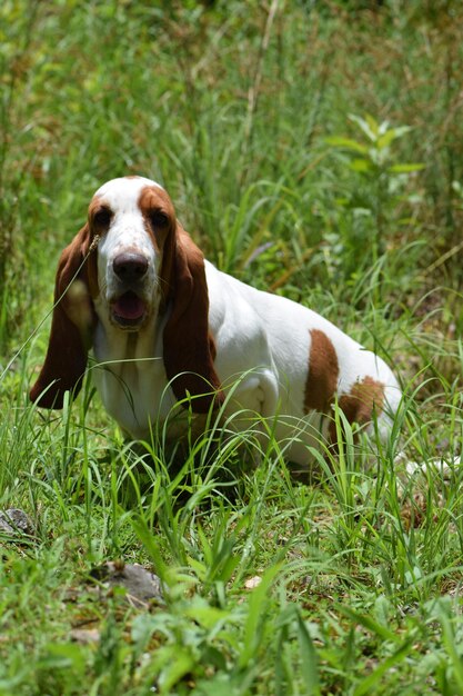 Portrait of dog sitting on grass