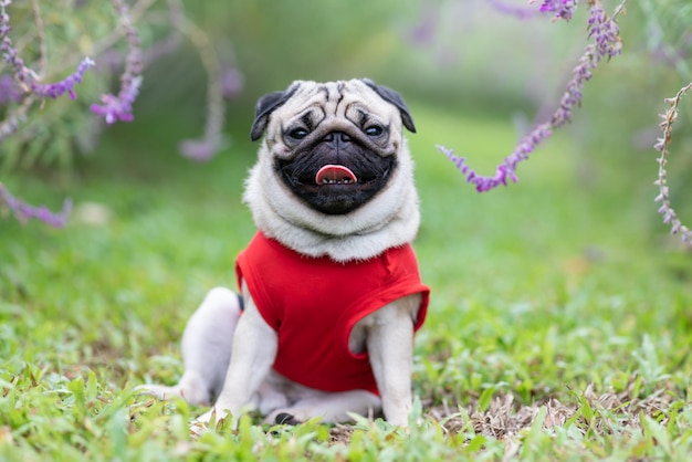 Photo portrait of dog sitting on grass