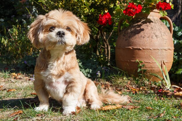 Photo portrait of dog sitting on grass