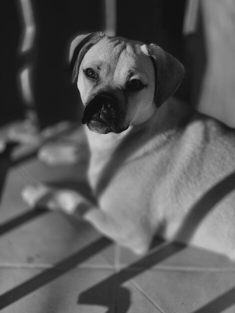 Photo portrait of dog sitting at home