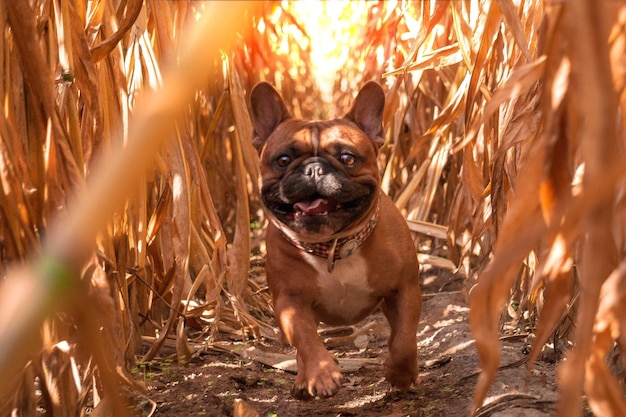 Portrait of dog sitting on land