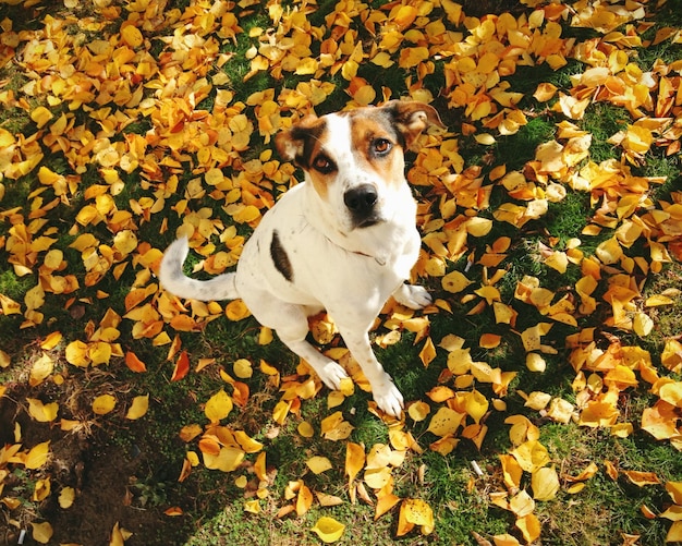 가을에 잎 위에 앉아 있는 개 의 초상화