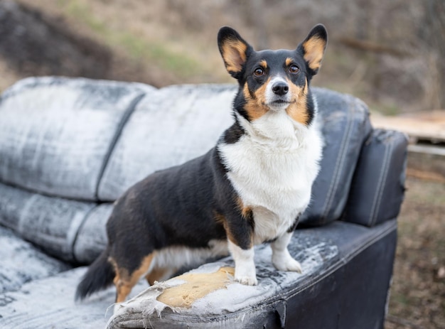 外に座っている犬の肖像画