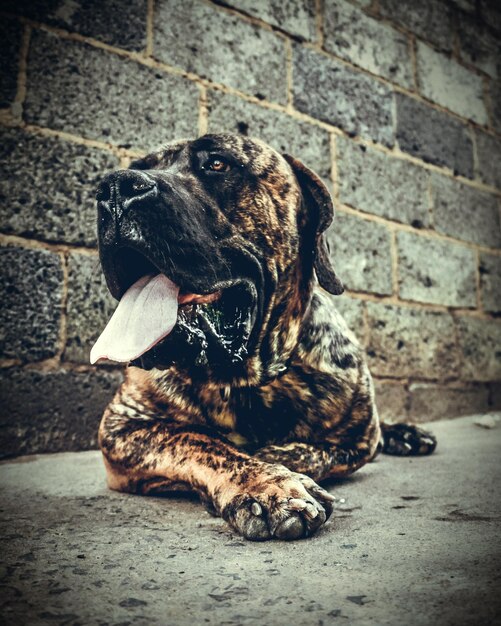 Photo portrait of dog sitting outdoors