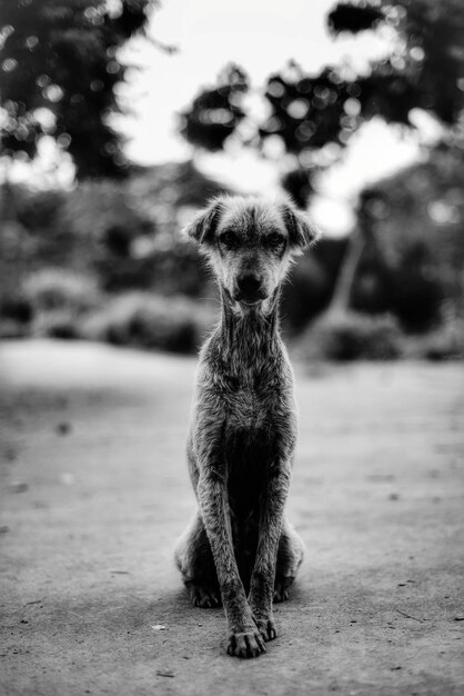 Portrait of dog sitting outdoors