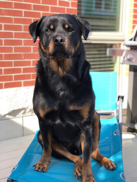 Foto ritratto di un cane seduto all'aperto