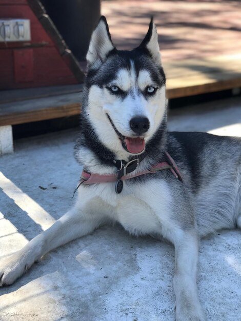 Photo portrait of dog sitting outdoors