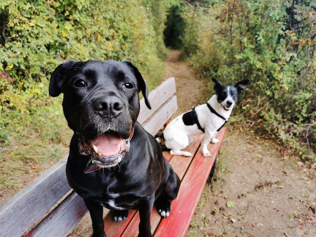 Portrait of dog sitting outdoors