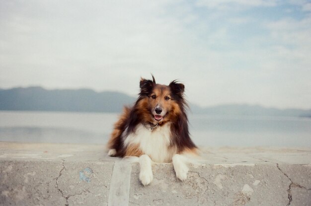 Portrait of dog sitting on retaining wall by sea against cloudy sky