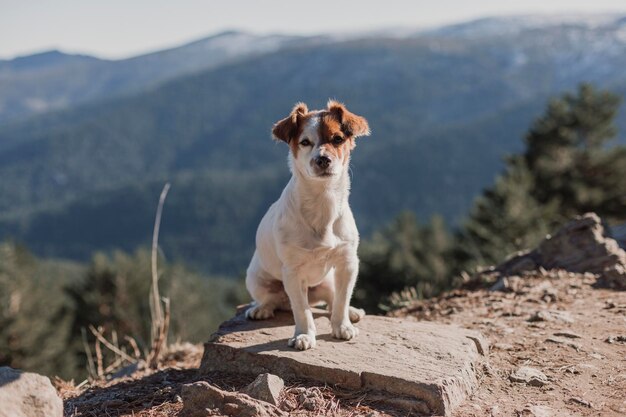 Photo portrait of dog sitting on rock