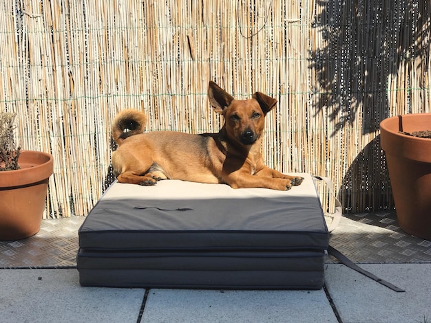 Photo portrait of dog sitting on seat