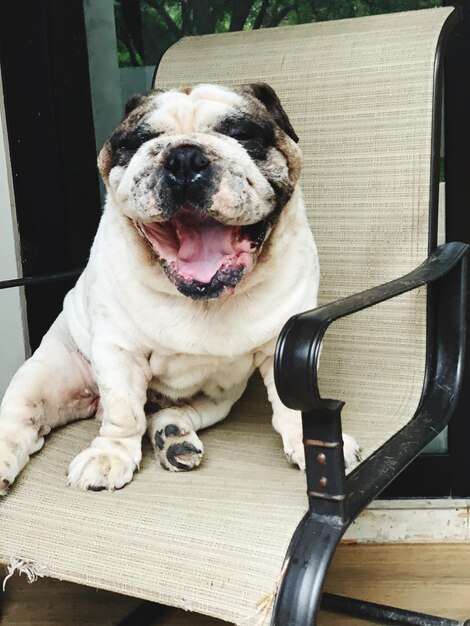 Foto ritratto di un cane seduto sul sedile