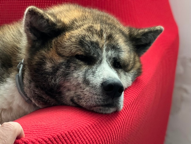 Portrait of dog sitting on sofa at home