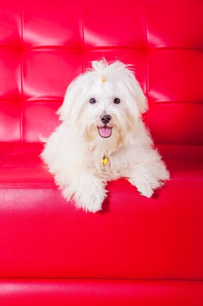 Photo portrait of dog sitting on sofa