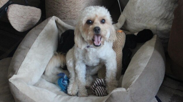 Portrait of dog sitting on sofa