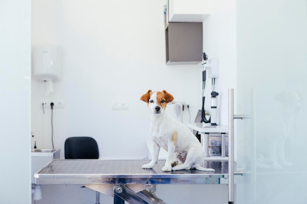 Photo portrait of dog sitting on table at home