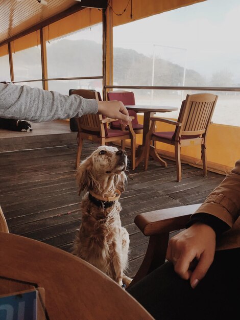 Photo portrait of dog sitting on table