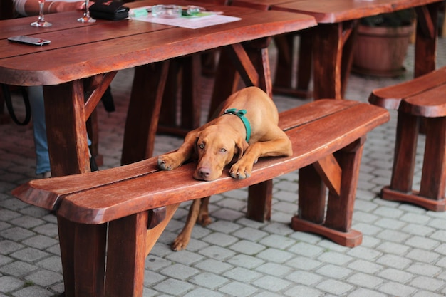 Photo portrait of dog sitting on table