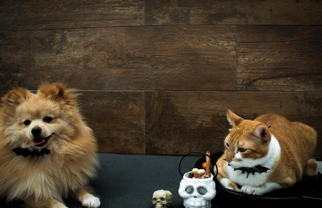 Photo portrait of a dog sitting on table