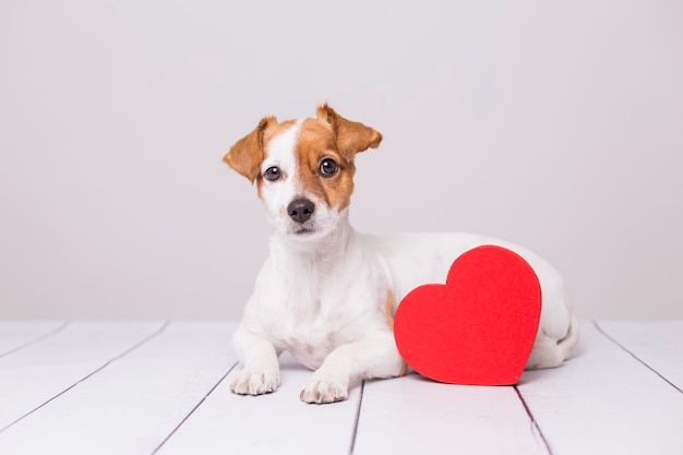 タイル付きの床に座っている犬の肖像画