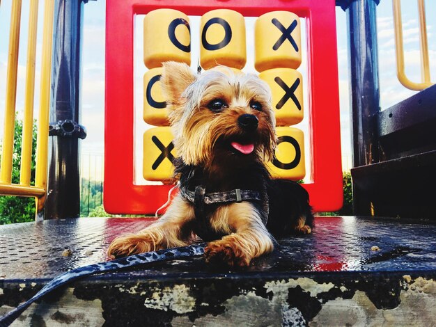 Portrait of a dog sitting in a water