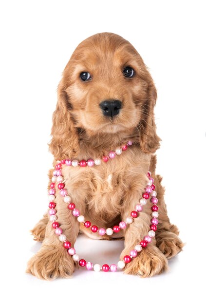 白い背景に座っている犬の肖像画