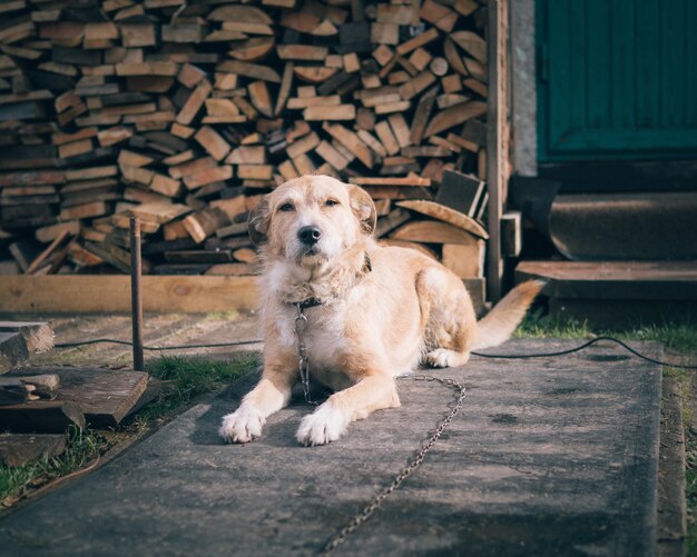 Photo portrait of dog sitting on wood