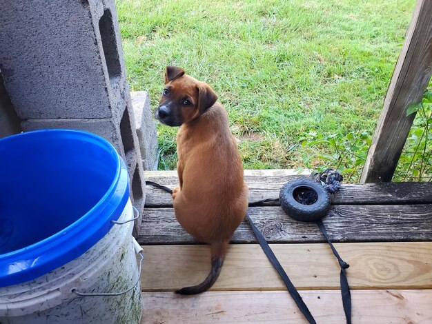 Portrait of dog sitting on wood