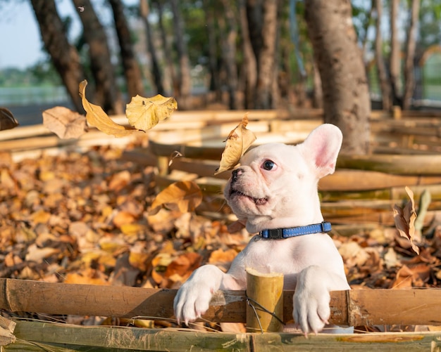 Foto ritratto di un cane seduto sul legno