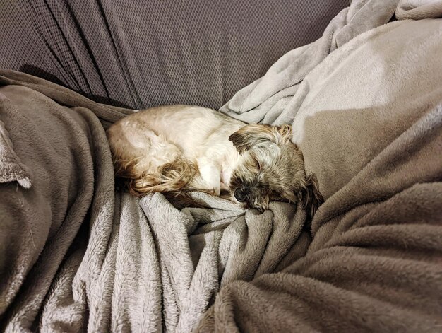 Portrait of dog sleeping on couch