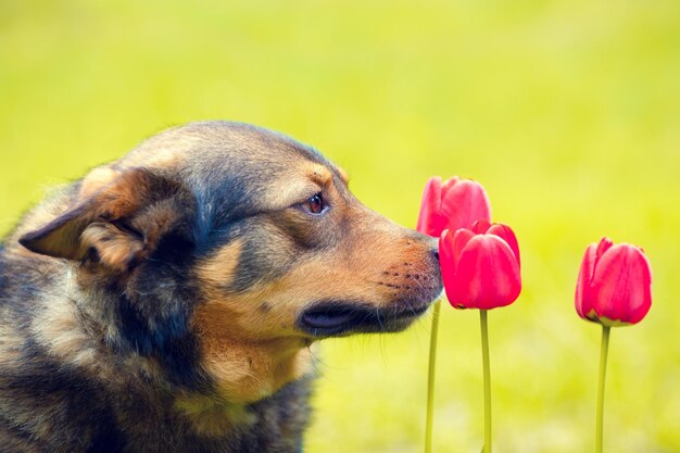 Portrait of the dog sniffing tulips