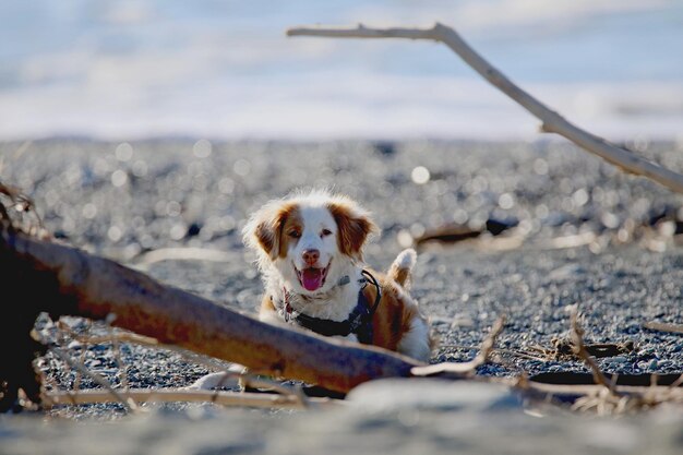 Photo portrait of dog on snow covered land