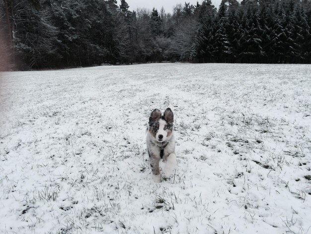 Portrait of dog on snow field during winter