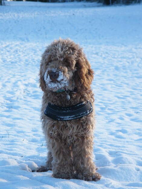 Foto ritratto di un cane sul campo di neve