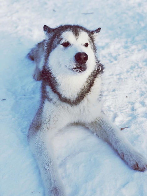 雪の地上の犬の肖像画