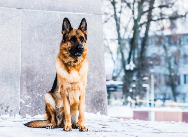 Portrait of a dog in snow