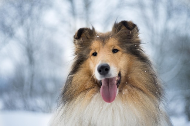 Foto ritratto di un cane sulla neve