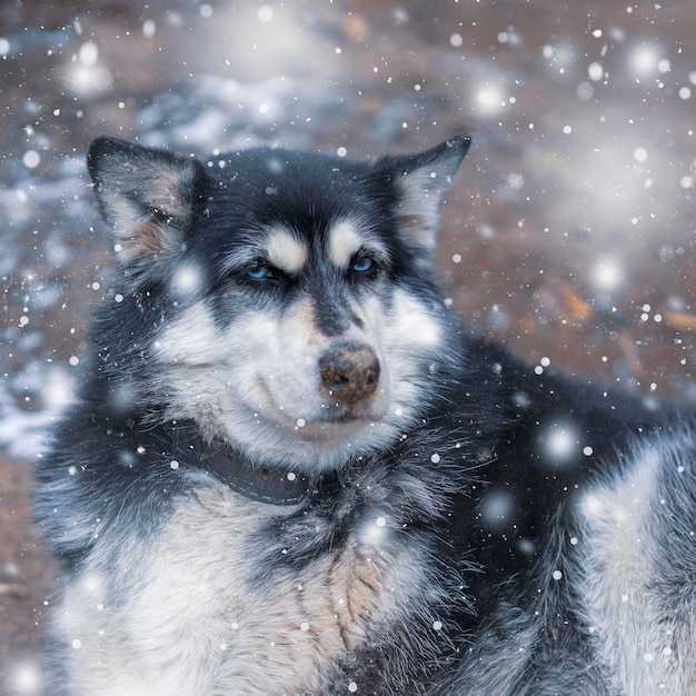 Foto ritratto di un cane nella neve