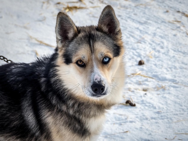 Foto ritratto di un cane nella neve