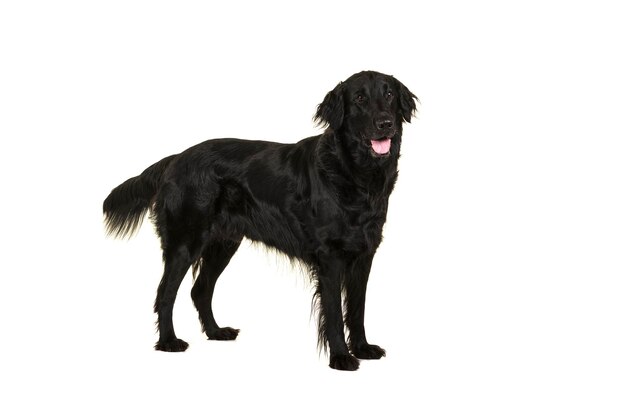 Photo portrait of dog standing against white background