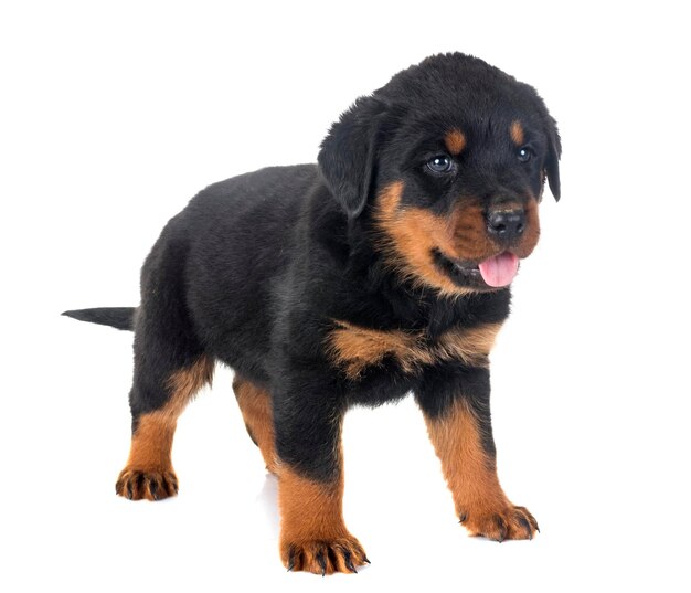 白い背景に立っている犬の肖像画