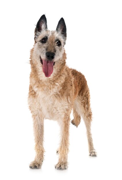 Photo portrait of dog standing against white background