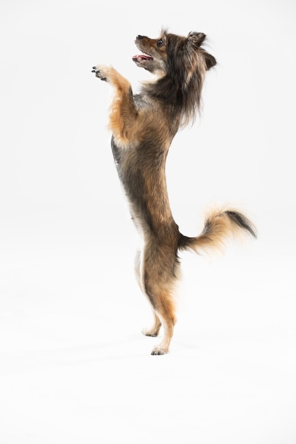 Photo portrait of dog standing against white background