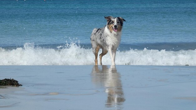 Ritratto di un cane in piedi sulla spiaggia