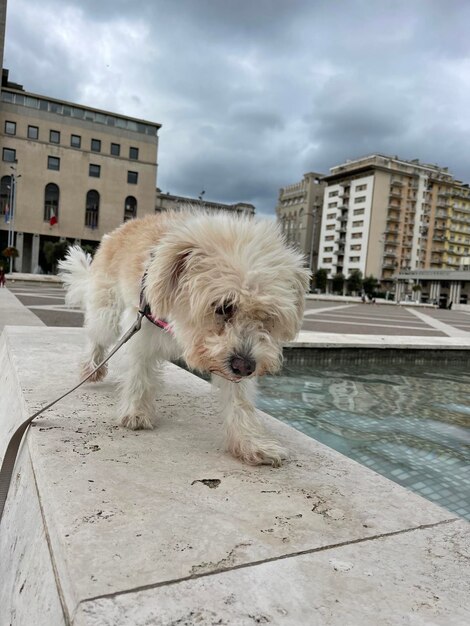 Foto ritratto di un cane in piedi vicino alla finestra