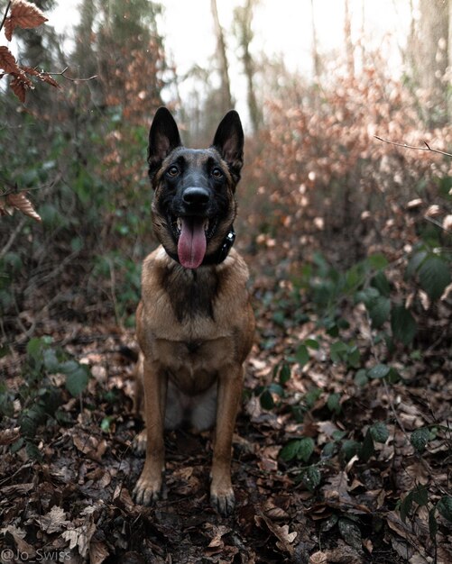 Photo portrait of dog standing on field in forest