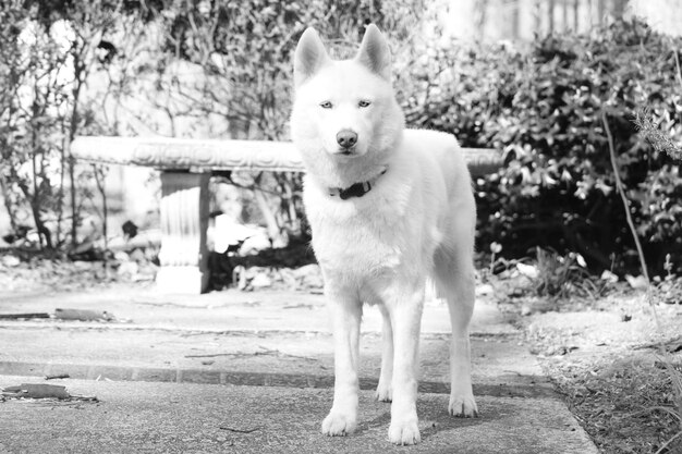 Foto ritratto di un cane in piedi sul campo