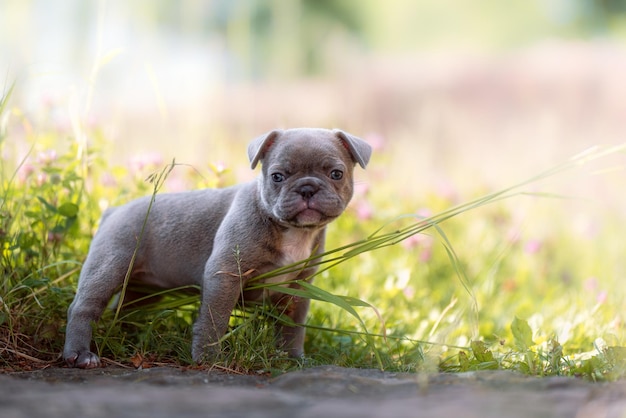 portrait of dog standing on field