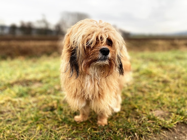 フィールドに立っている犬の肖像画